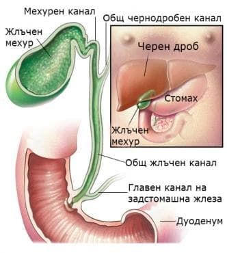 Как да си помогнем при жлъчнокаменна болест?