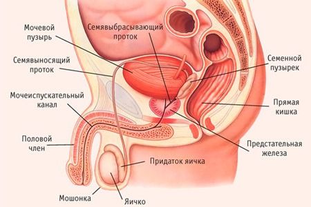 Как да лекуваме простатната жлеза?